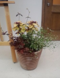 カシータ店頭の寄せ植えの画像