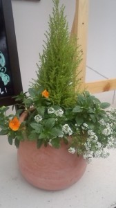 カシータ店頭の寄せ植えの画像