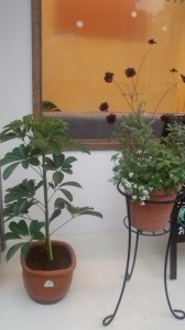 カシータ店頭の寄せ植えの画像