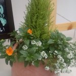 カシータ店頭の寄せ植えの画像
